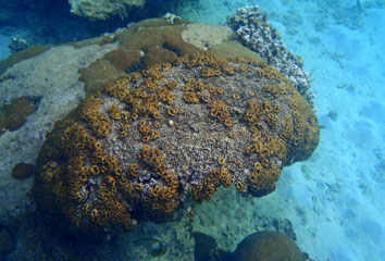 ปะการัง-เกาะนางยวน-58